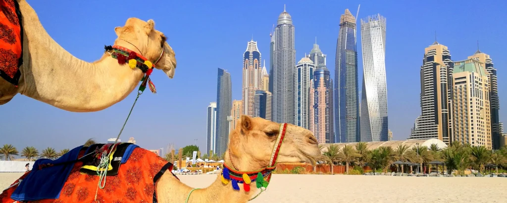 Abu Dhabi camel ride